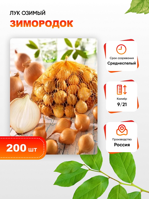 Лук озимый Зимородок 200 шт