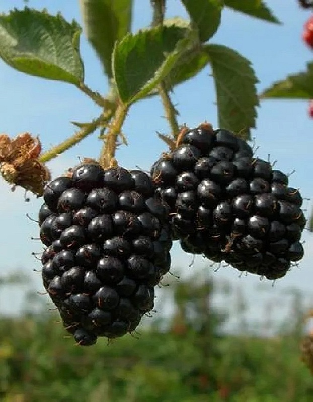 Ежевика Вождь Джозеф 