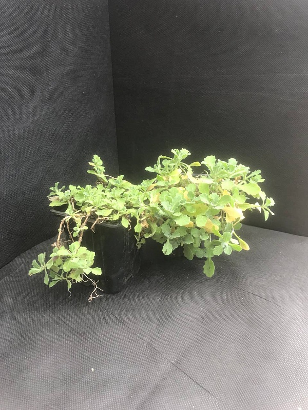 Арабис кавказский Литл треже Дип Роуз 1 шт Р9