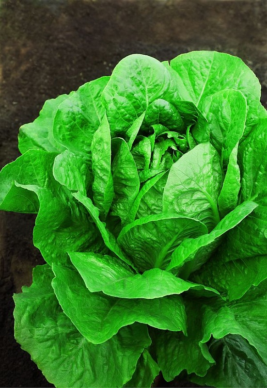 Салат Хрустящий шедевр (УД) 0,25 гр цв.п