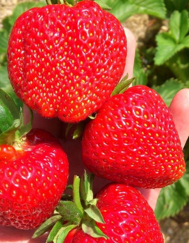 Земляника садовая Кимберли 