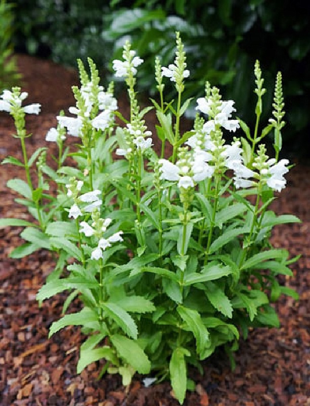 Физостегия виргинская Кристал Пик Вайт ASF 1 шт Р9