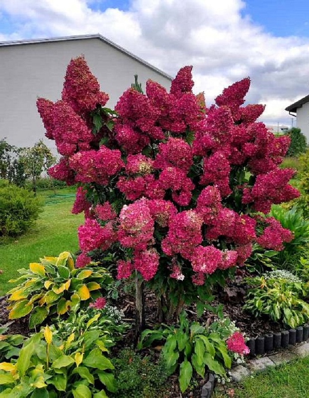 Гортензия метельчатая Бонфайр 1 шт Р9