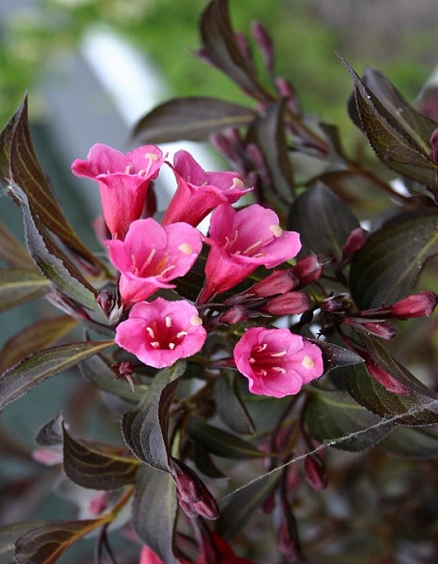 Вейгела цветущая Виктория 1 шт Р9