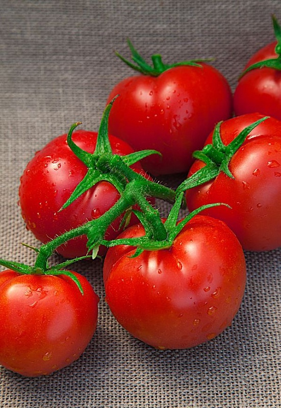 Томат Быстренок F1 (Селекция "ВХ") 0,03 гр цв.п