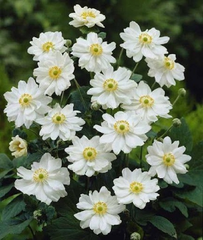 Анемона гибридная Велвинд