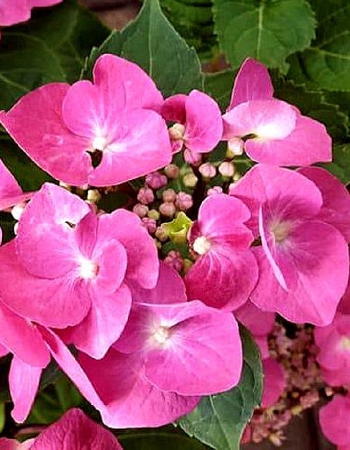 Гортензия крупнолистная Таубе 1 шт Р9