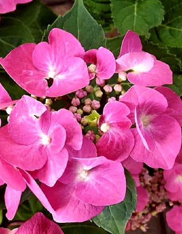 Гортензия крупнолистная Таубе 1 шт Р9