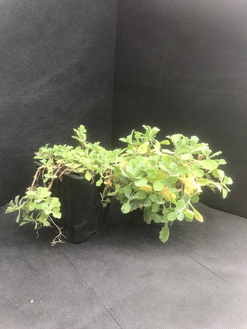 Арабис Фердинанда Корубского 1 шт Р9