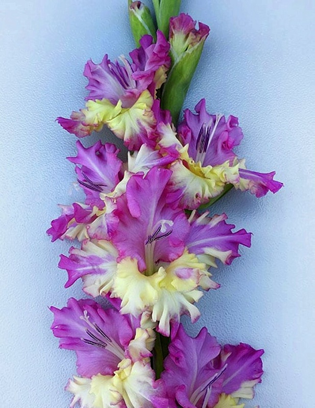 Гладиолус Солнце в Сирени 