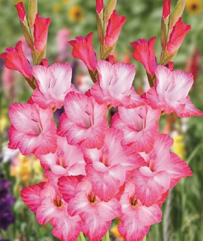 Гладиолус Кантате 1 уп. (3 шт.).