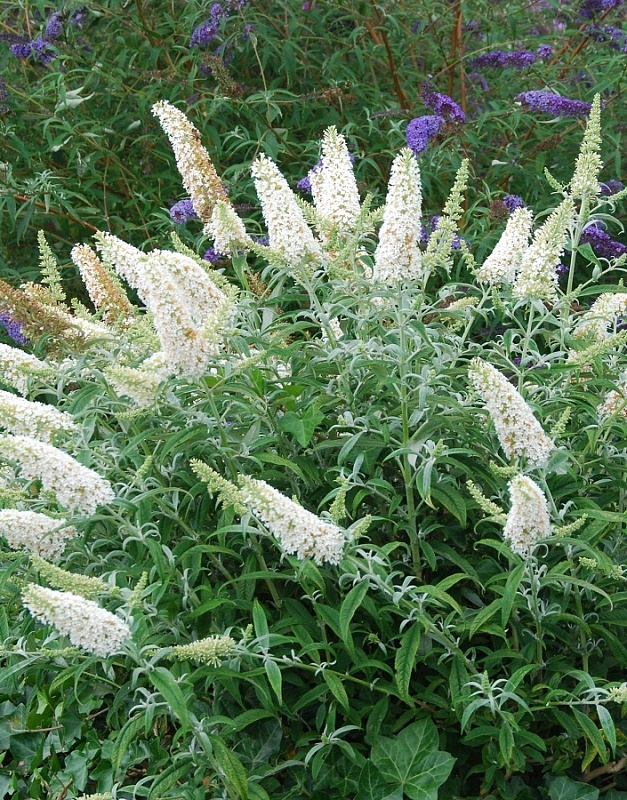 Буддлея Давида Вайт Профьюжн 1 шт Р9