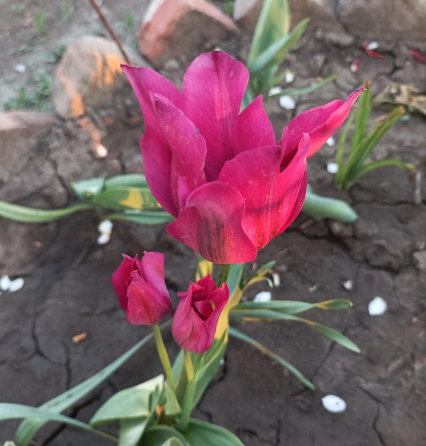 Тюльпан Найт Клаб 1 уп. (3шт.) 