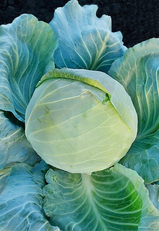 Капуста белокочанная Зимовка 1474 1  гр. б.п.