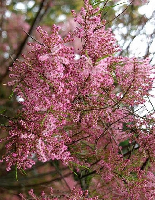 Тамарикс Мелкоцветковый 1 шт Р9