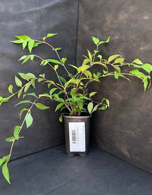 Дейция Кальмифлора 1 шт Р9