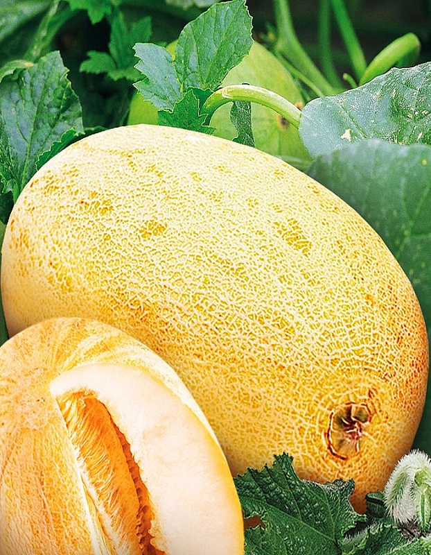 Дыня Прима 10 шт цв п 