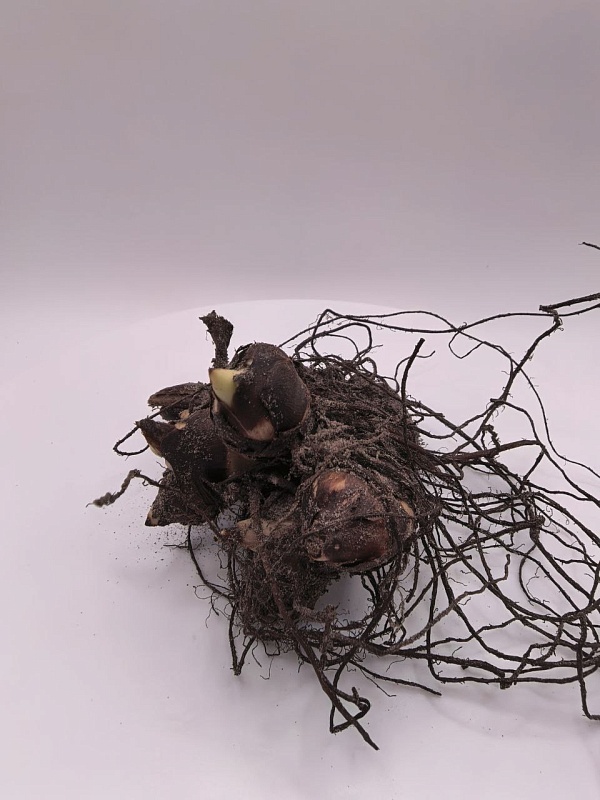 Канна Ред Уайн 1 шт.