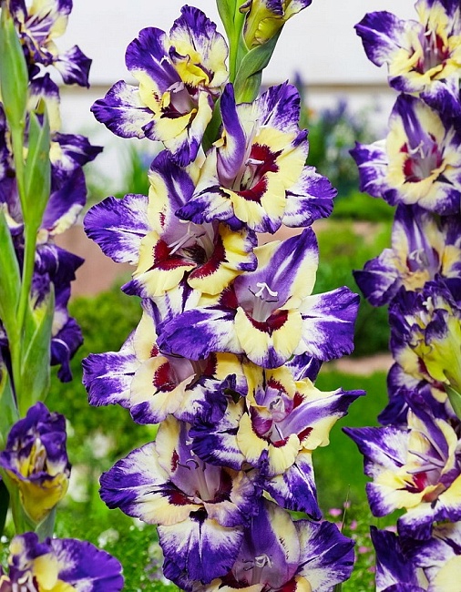 Гладиолус Циркус Клаб 