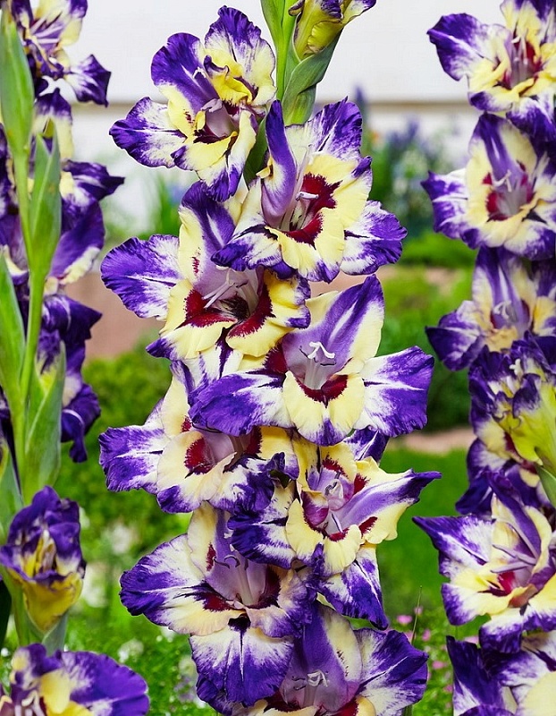 Гладиолус Циркус Клаб 