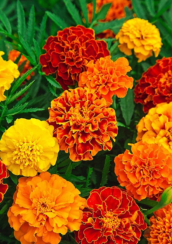 Бархатцы отклоненные махровые Веселая поляна 0,5 гр