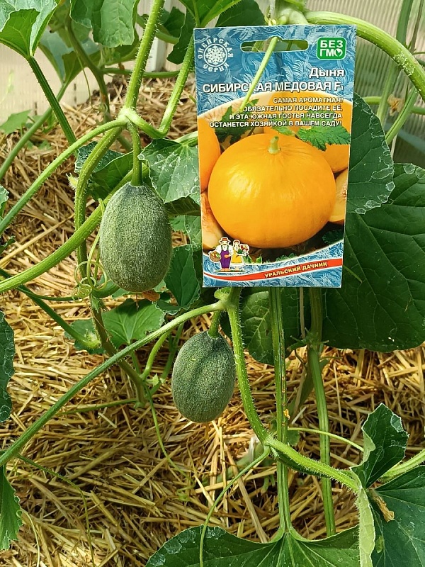 Дыня Сибирская медовая (УД) 10 шт цв.п.