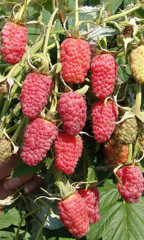 Малина крупноплодная Гордость России 