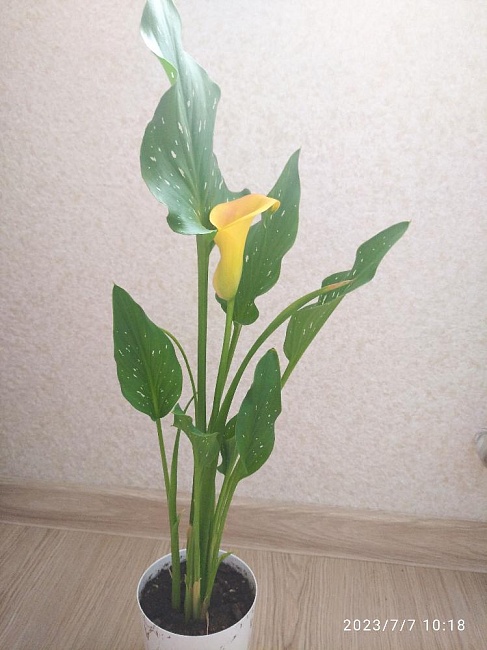 Калла Оранж Каунти 1 уп. (2 шт.)