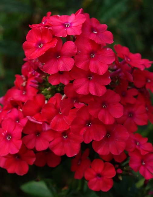 Флокс Тенор 