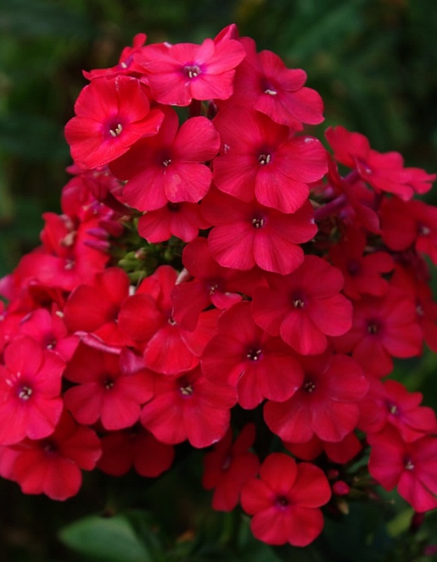 Флокс Тенор 