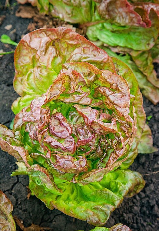 Салат 4 сезона 1 гр цв.п