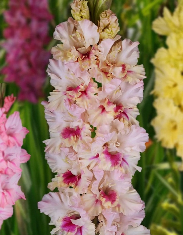 Гладиолус Прекрасное Далеко 