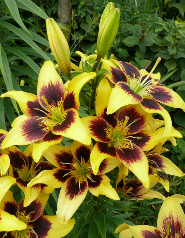 Лилия Пиетон