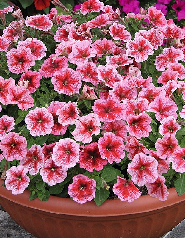 Петуния мини Синдерелла F1 Ред Вейнед 5 шт