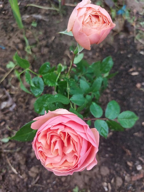 Роза кустовая Чиппендейл 