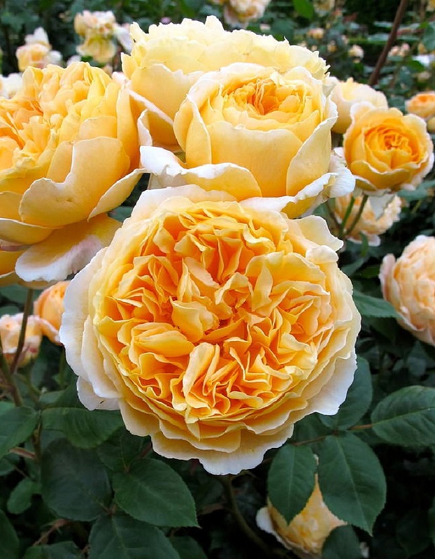 Роза английская Беатриче