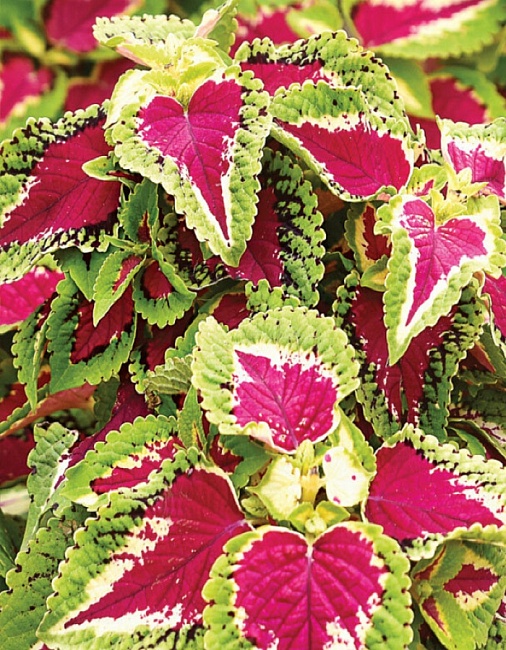 Колеус блюме Нежность (Аэлита) 5 шт цв п