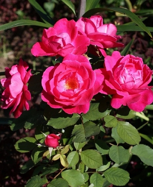 Роза кустовая Виннипег Паркс