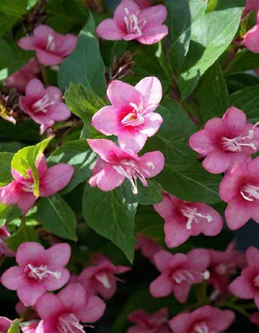 Вейгела Боскуп Глори 1 шт Р9