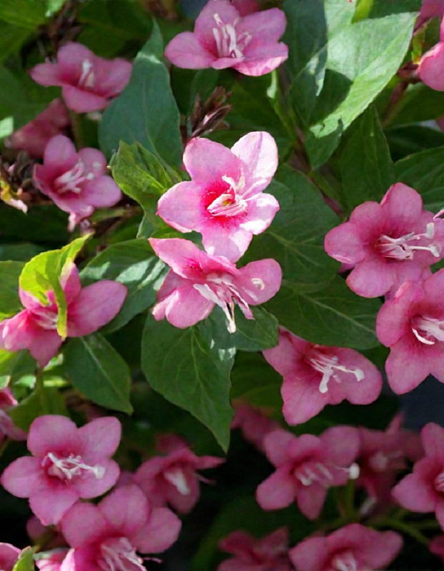 Вейгела Боскуп Глори 1 шт Р9