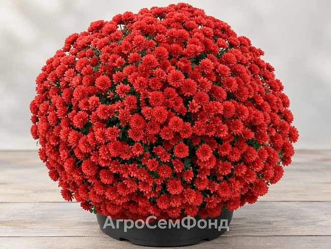 Хризантема Лилиан Хоек Рэд