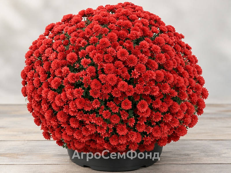 Хризантема Лилиан Хоек Рэд