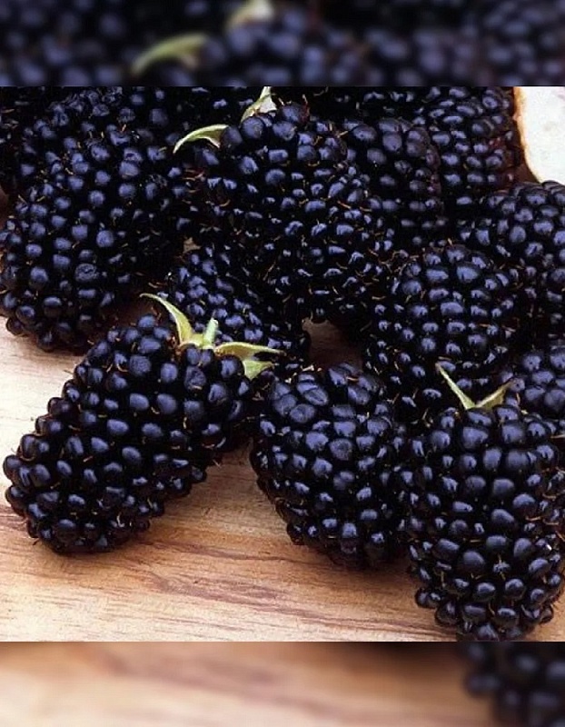 Ежевика бесшипая Джамбо