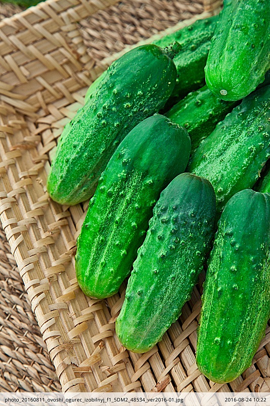 Огурец Изобильный F1 0,25 гр б.п.