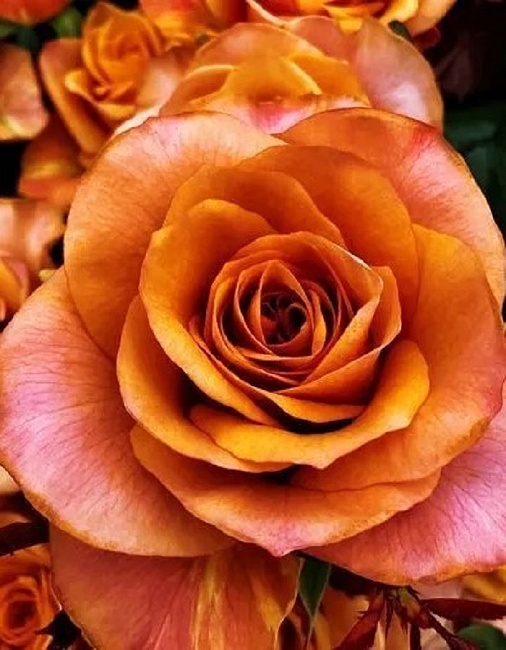 Роза чайно-гибридная Симбол 