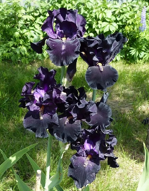 Ирис Блэк Найт