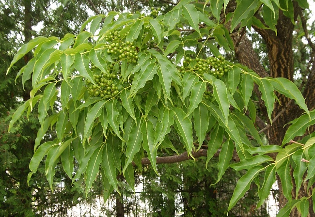 Бархат Амурский 1 шт Р9
