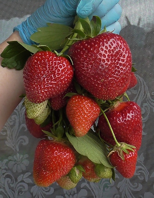 Земляника садовая Брина 1 шт р9