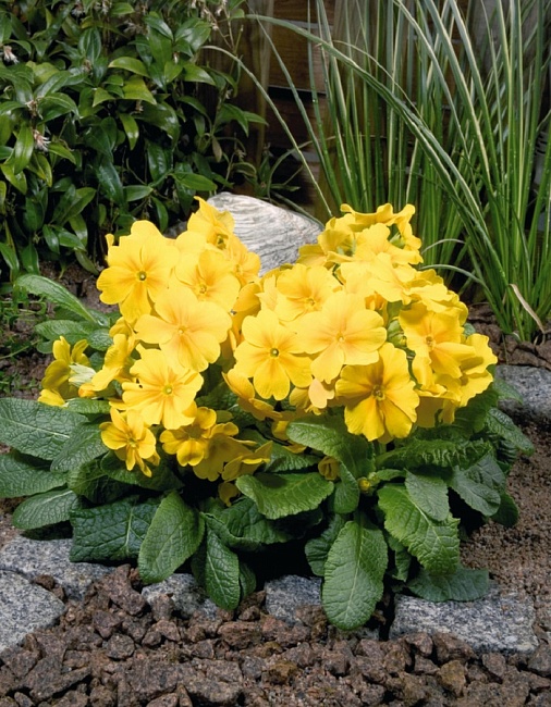 Примула высокая Крещендо Еллоу 1 шт Р9