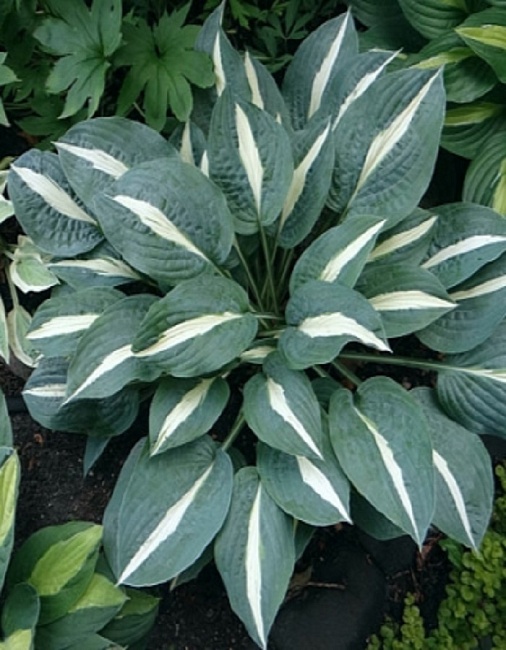 Хоста Пин-Ап